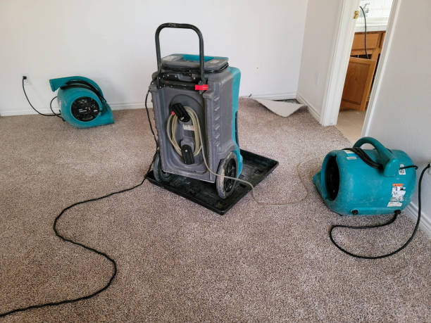 Best Mold removal after water damage  in Webster Groves, MO