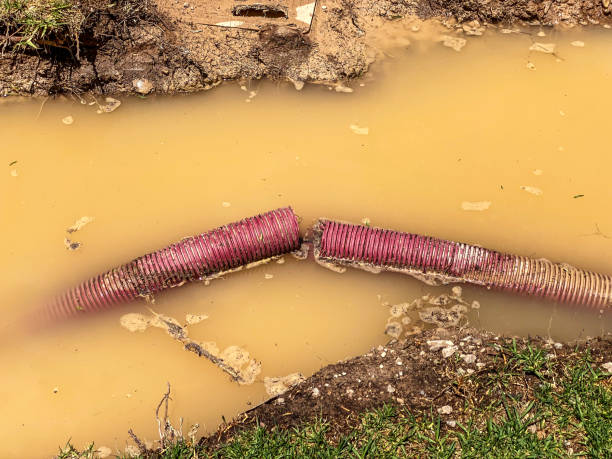 Best Carpet water damage restoration  in Webster Groves, MO