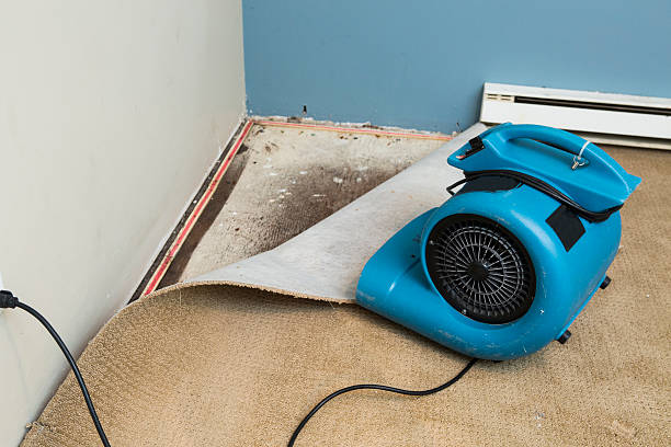Best Basement water damage restoration  in Webster Groves, MO